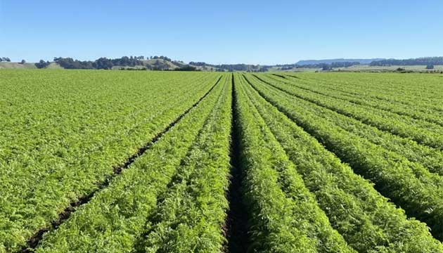 Carrots | New Zealand