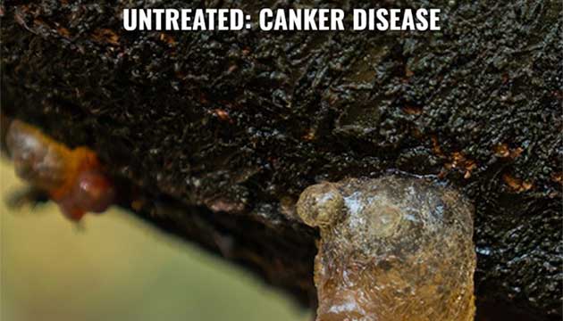 Canker disease in Almond Orchards