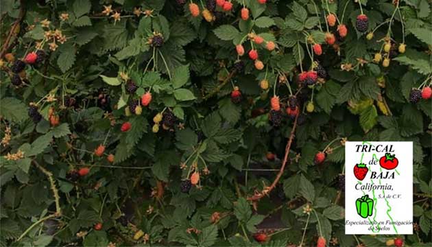 Raspberries | Baja California