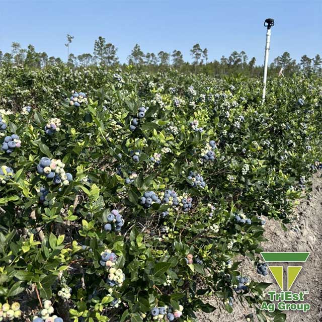 Blueberries | Georgia