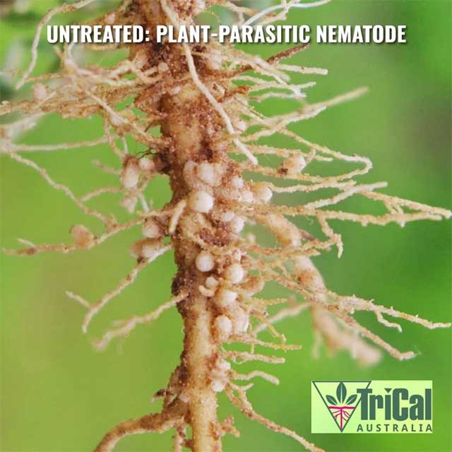 What are Plant-Parasitic Nematodes