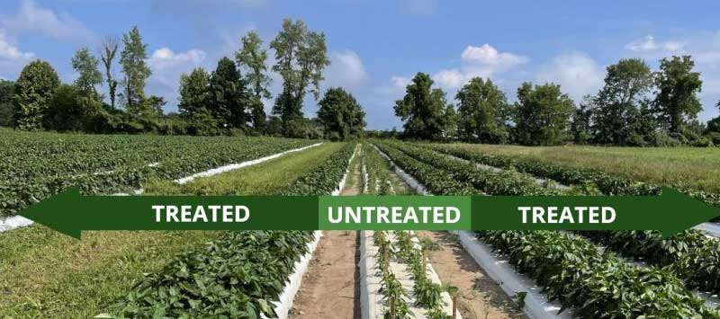 Healthy fields start below the surface