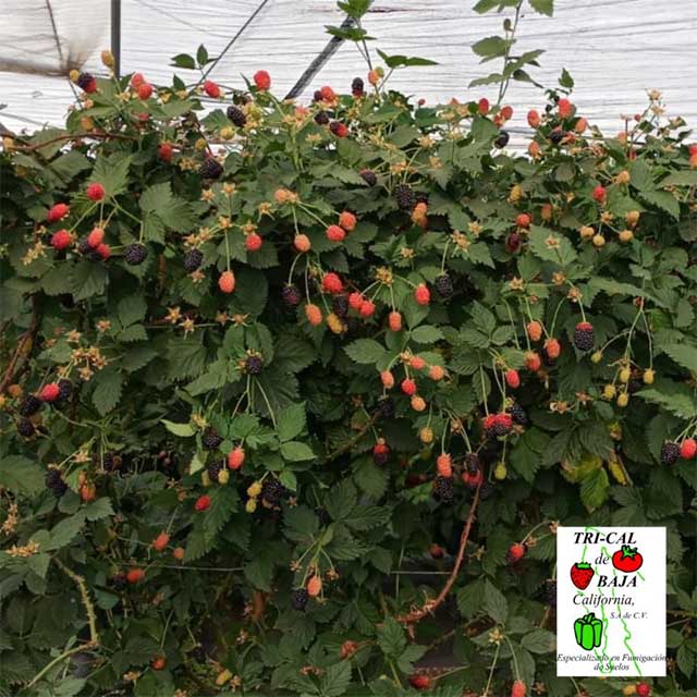 Raspberries | Baja California