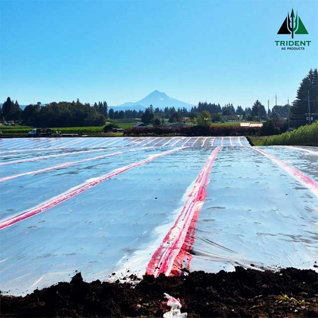 Ornamental Nurseries | Boring, Oregon