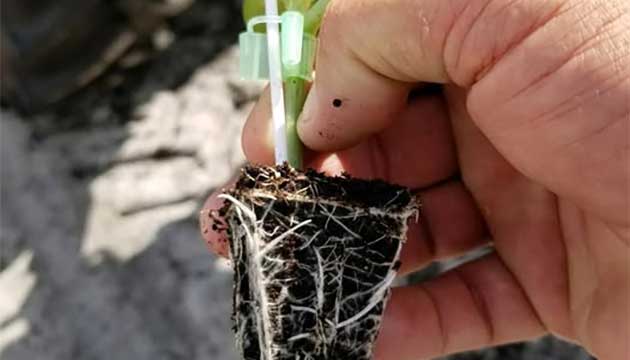 Tri-Hishtil Grafted Plants | Born in the U.S.A.