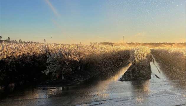 Plan Ahead to Protect Your Blueberry Crop