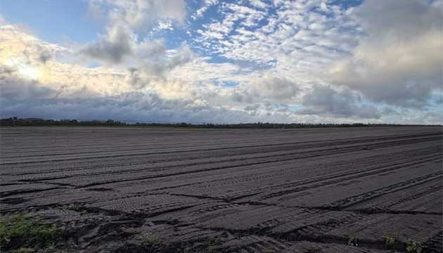 Onions | Naracoorte, South Australia