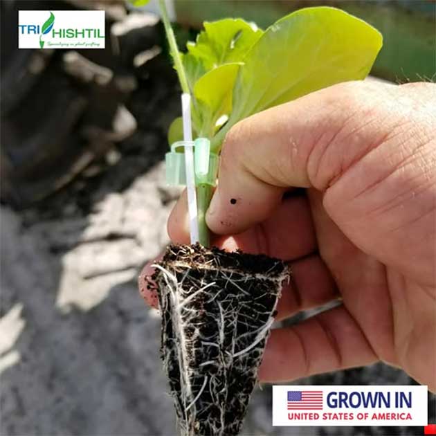 Tri-Hishtil Grafted Plants | Born in the U.S.A.
