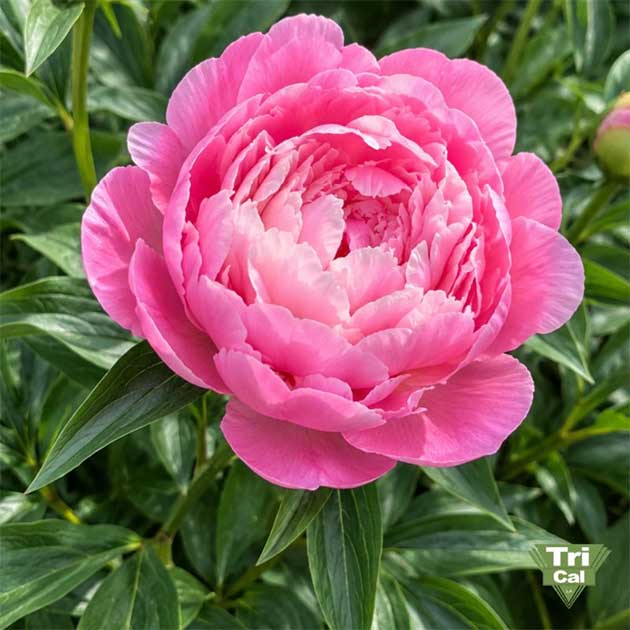 Peonies | Chili
