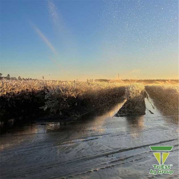 Plan Ahead to Protect Your Blueberry Crop