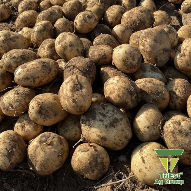 Pre-Plant Soil Fumigation | Chloropicrin