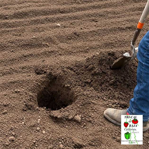 Soil Analysis | Baja California, Mexico