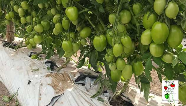 Tomatoes | Mexico