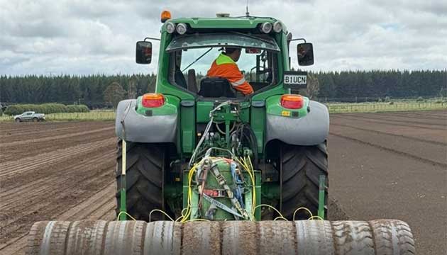 Carrots | New Zealand