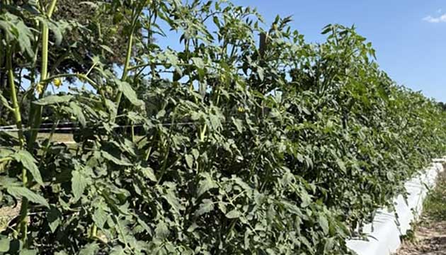Grafted Tomatoes