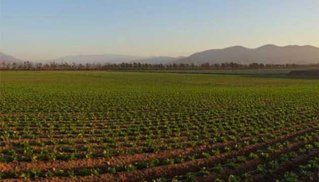 Lettuce | Chile