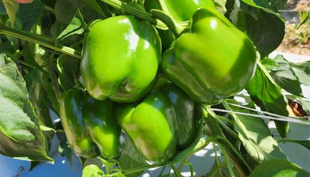Peppers | Metalosate® Foliar Nutrition