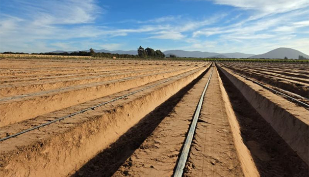 Lettuce | Chile's Central Valley