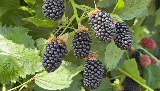 Celebrating National Blackberry Day