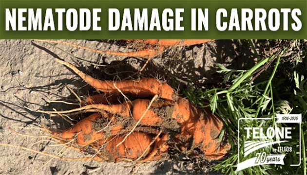 Carrots | Imperial Valley of California