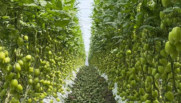 Tomatoes | Mexico