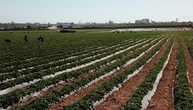 Lettuce | Chile