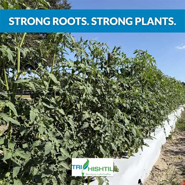 Grafted Tomatoes
