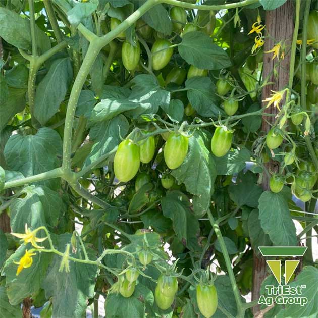 Grape Tomatoes | Jennings, FL