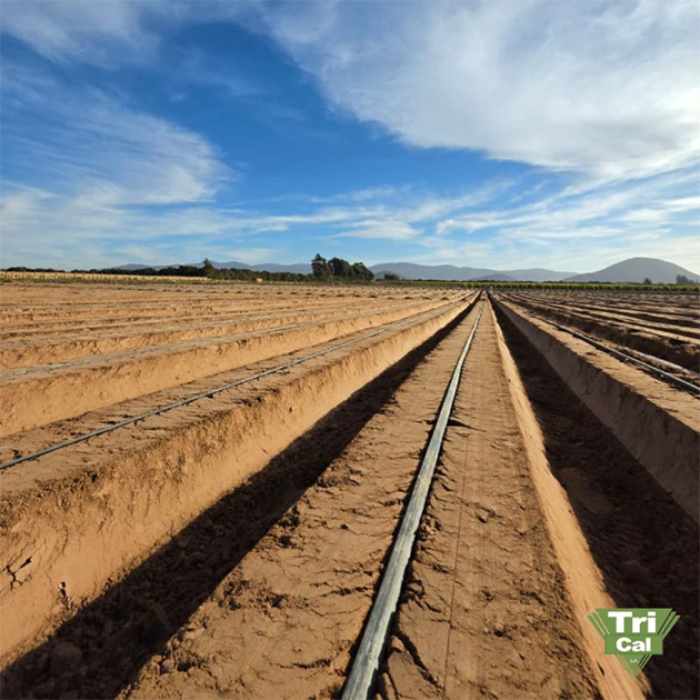 Lettuce | Chile's Central Valley