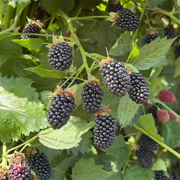 Celebrating National Blackberry Day