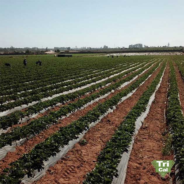 Lettuce | Chile