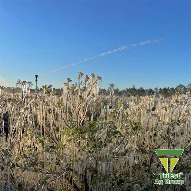 Blueberry Frost Protection | Southeast U.S.A.