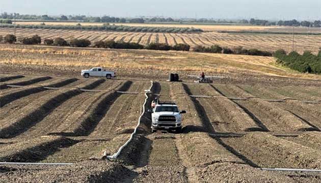 Freshly Irrigated Persimmon Fields in Zamora, CA