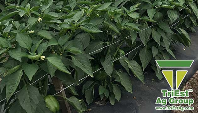 TriEst Ag Group Supports Growers with Soil Health