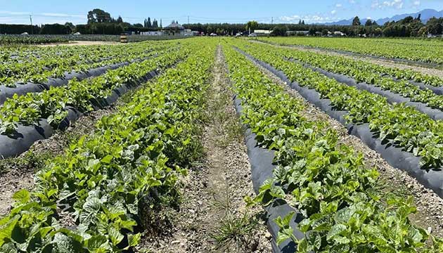 Melon Planting Begins