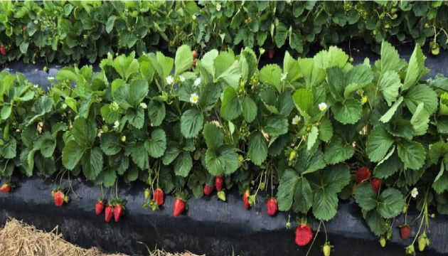 Promoting Strong Establishment in Strawberry Crops