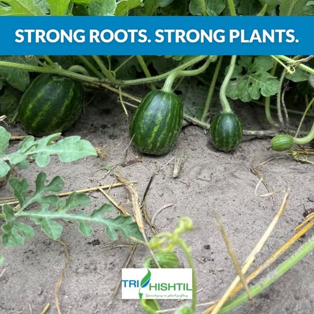 Choices of Rootstocks for Grafted Watermelon Plants