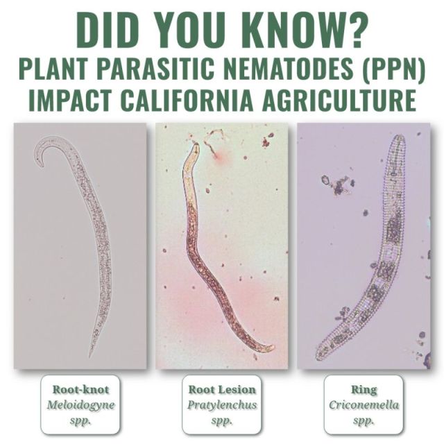 Nematodes Cost California Growers Millions