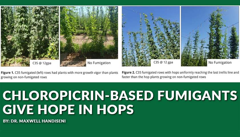 Chloropicrin-Based Fumigants Give Hope In Hops