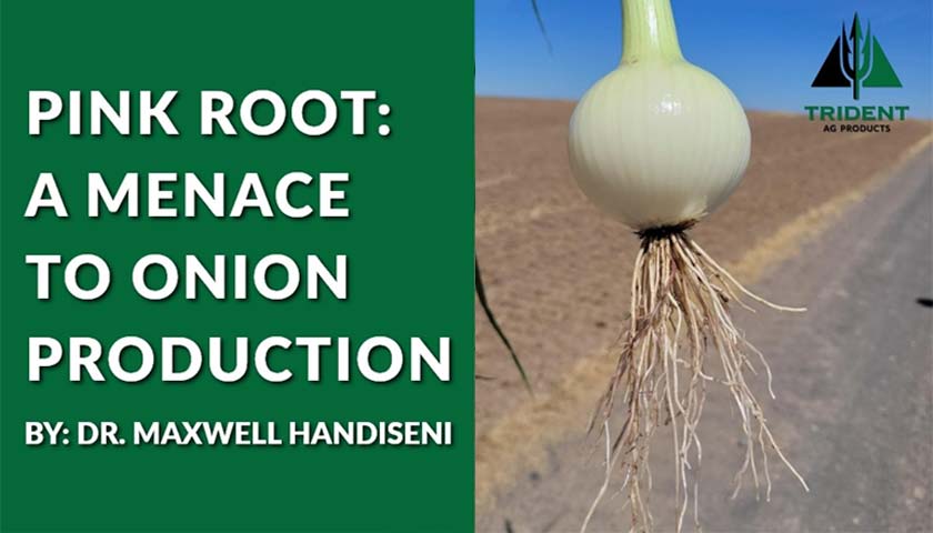 Pink Root: A Menace to Onion Production
