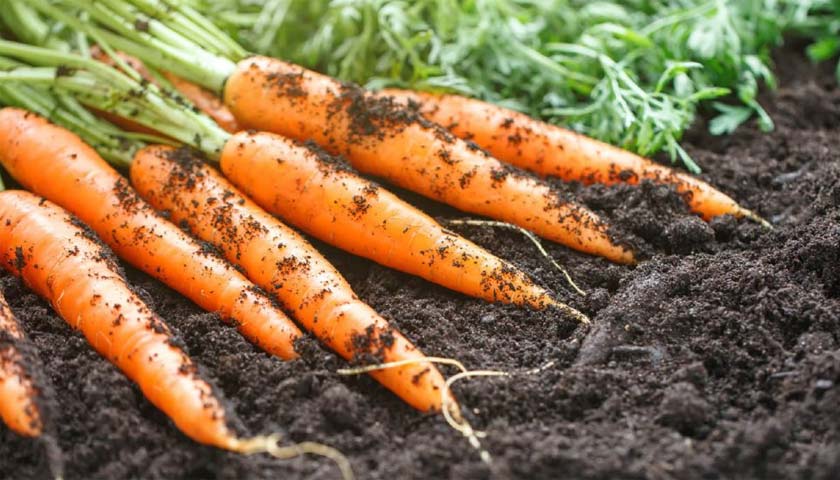 Tips to Control Nematodes in Carrot Production