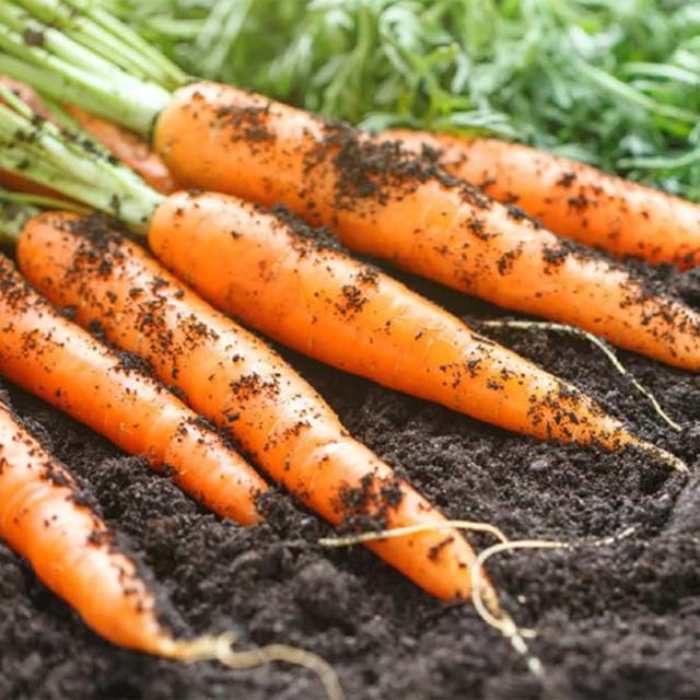 Tips to Control Nematodes in Carrot Production