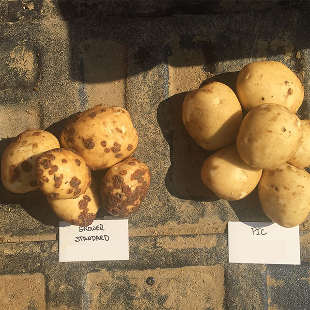 Chloropicrin Fumigation and Biostimulants: A Promising Duo against Rhizoctonia Canker in Potatoes