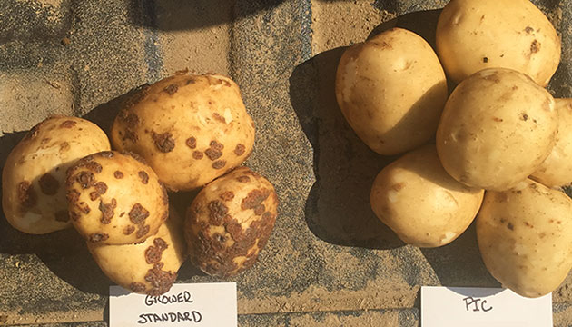 Chloropicrin Fumigation and Biostimulants: A Promising Duo against Rhizoctonia Canker in Potatoes