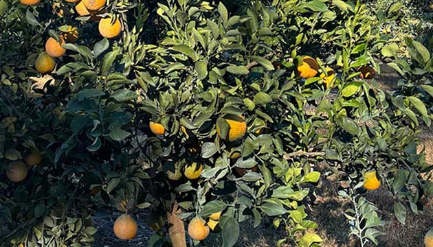 Micro-Sprinkler vs Drip Irrigation in Orchards: Choosing the Right System