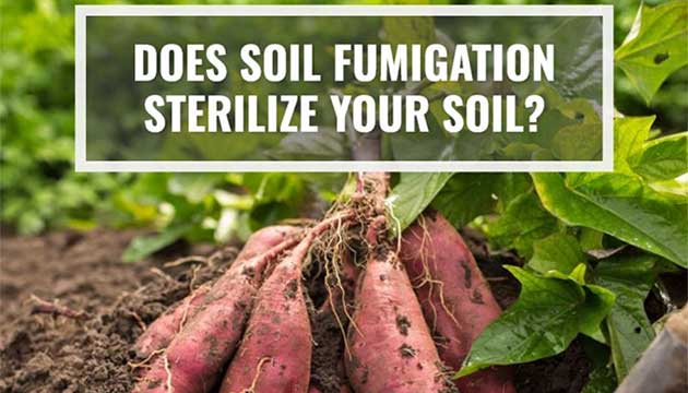 Does Soil Fumigation Sterilize Your Soil?