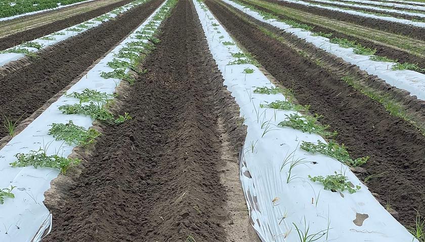 Overcoming Obstacles in Watermelon Production