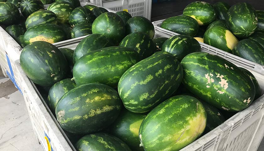 Part II: A Deeper Look into Grafted Watermelon Production and Management