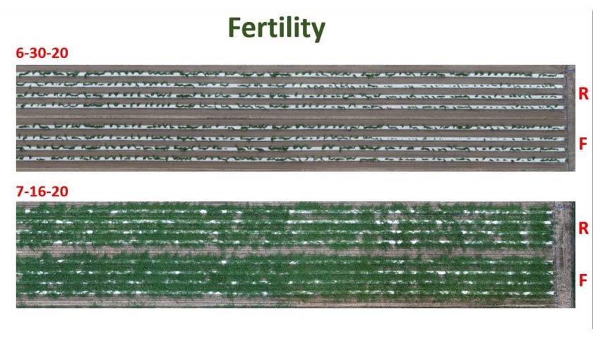 A Deeper Look into Grafted Watermelon Production and Management