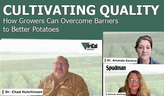 Cultivating Quality - How Growers Can Overcome Barriers to Better Potatoes 
